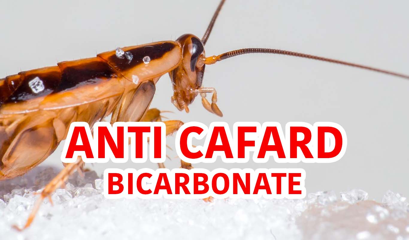 Comment Se D Barrasser Des Cafards Avec Du Bicarbonate Mef