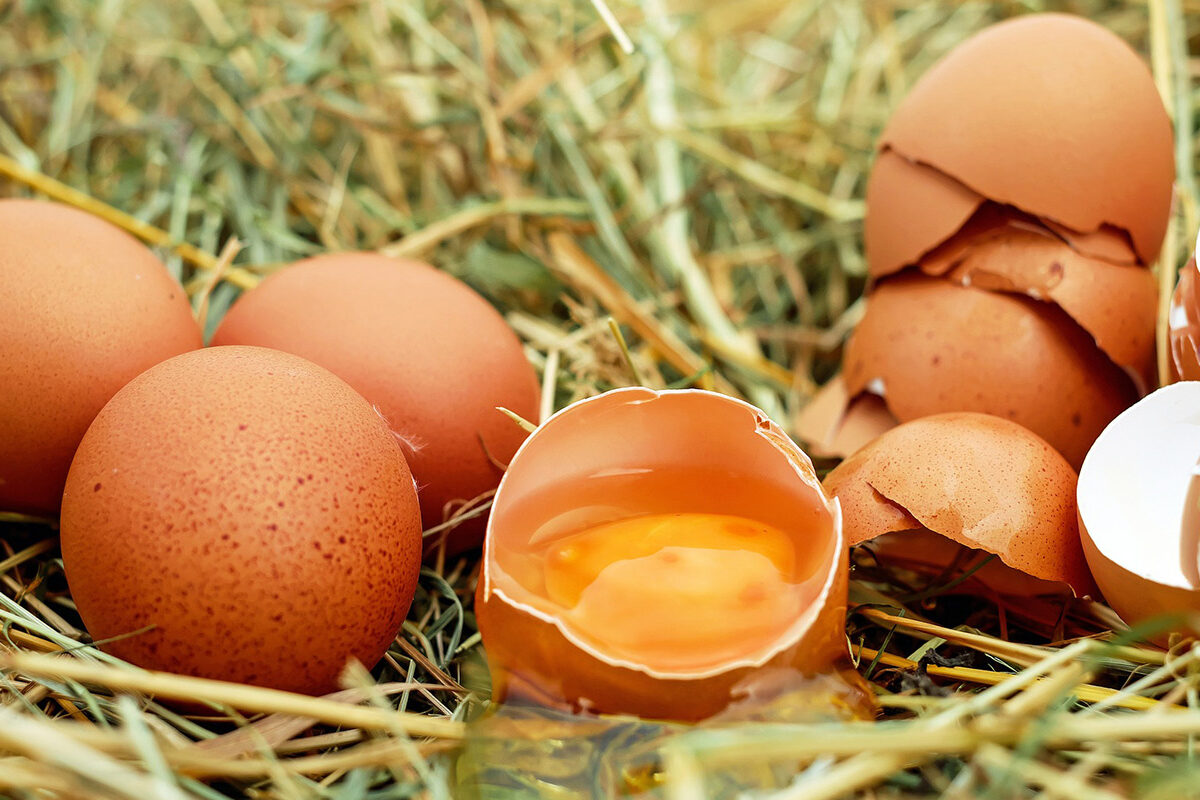 tout savoir sur les oeufs