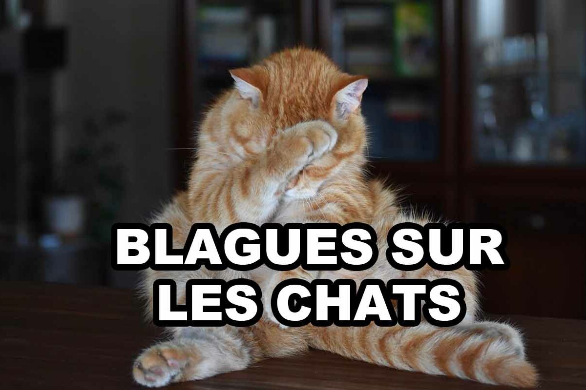 blague sur les chats