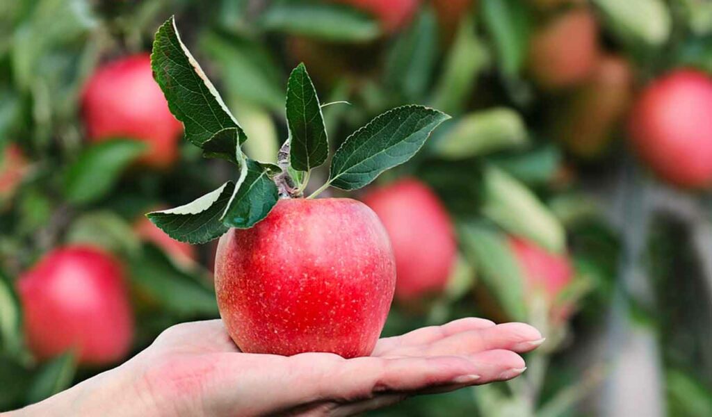 La pomme est le meilleur fruit pour la santé