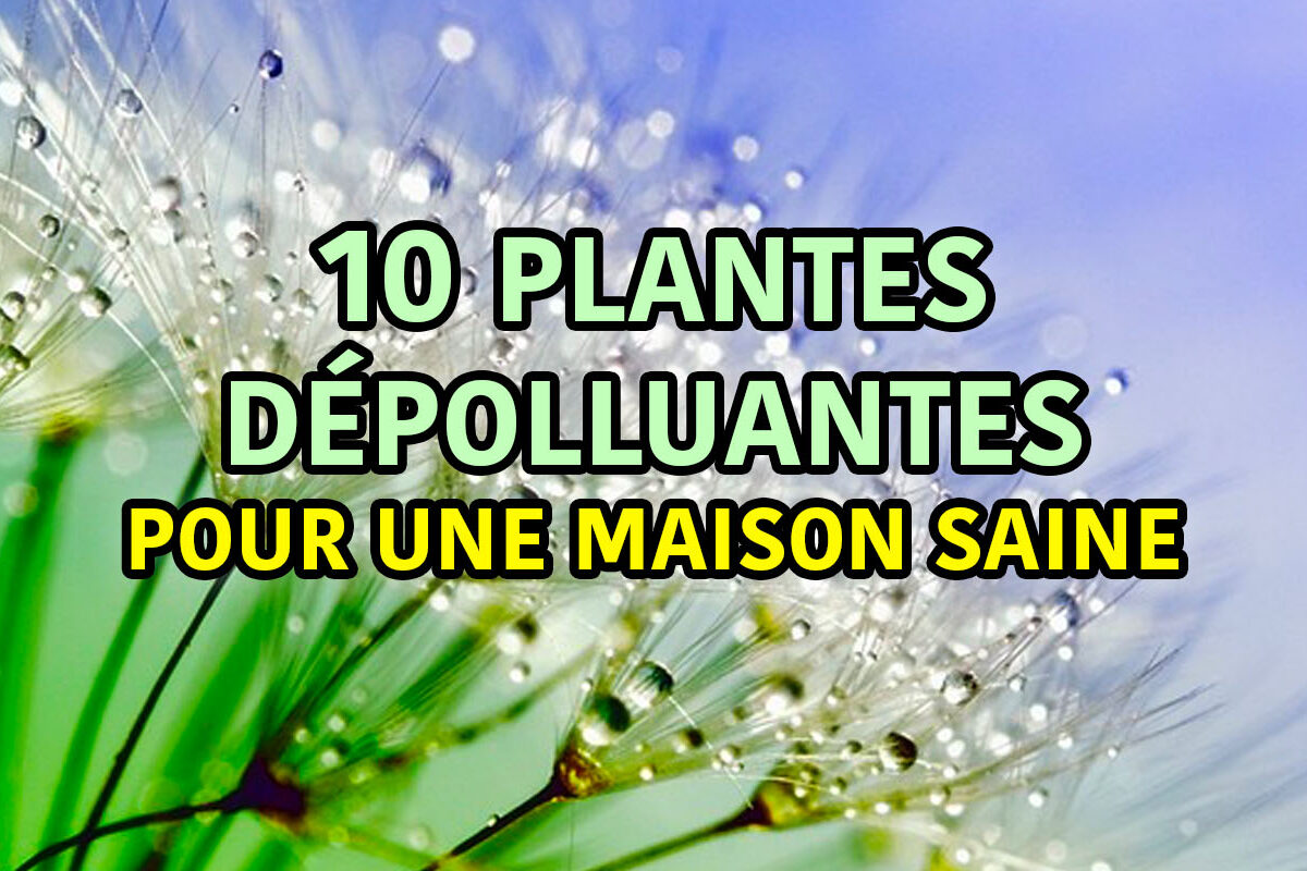 10 plantes d'intérieur dépolluantes pour une maison saine