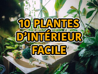 10 plantes d'intérieur faciles