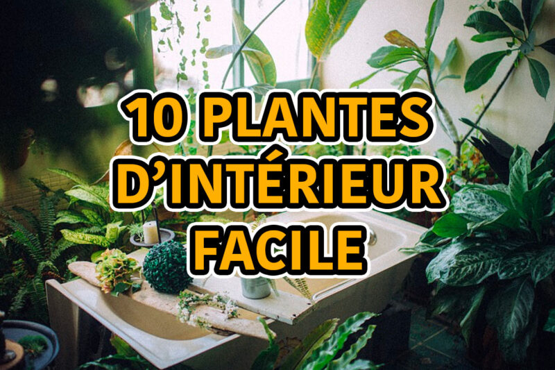 10 plantes d'intérieur faciles