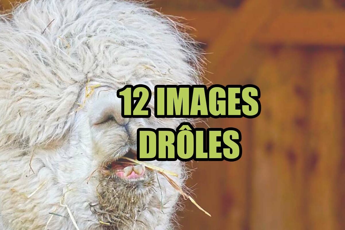 12 images drôles à mourir de rire