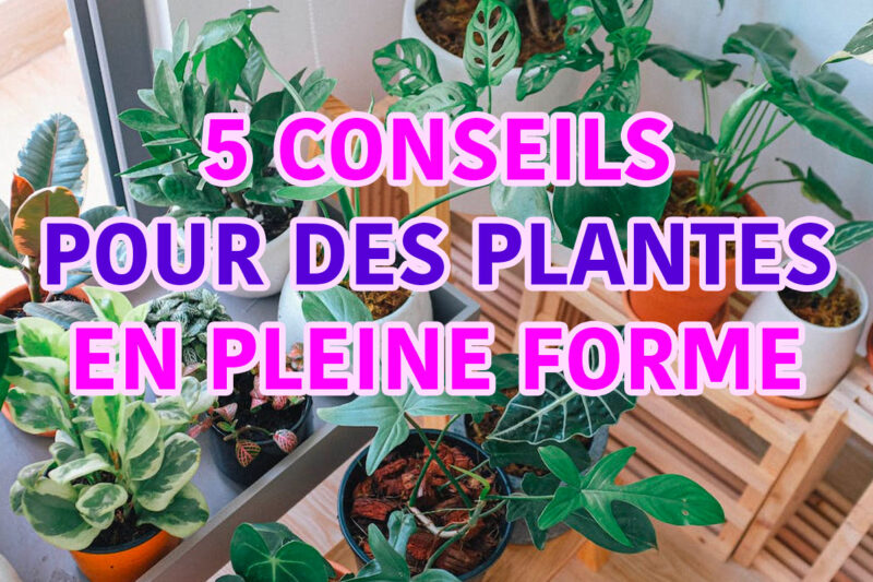 5 conseils pour des plantes vertes d'intérieur en pleine forme