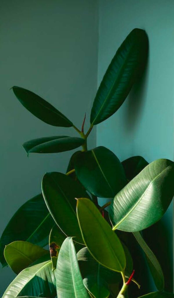 Le Ficus, l'une des plantes contre la pollution intérieur
