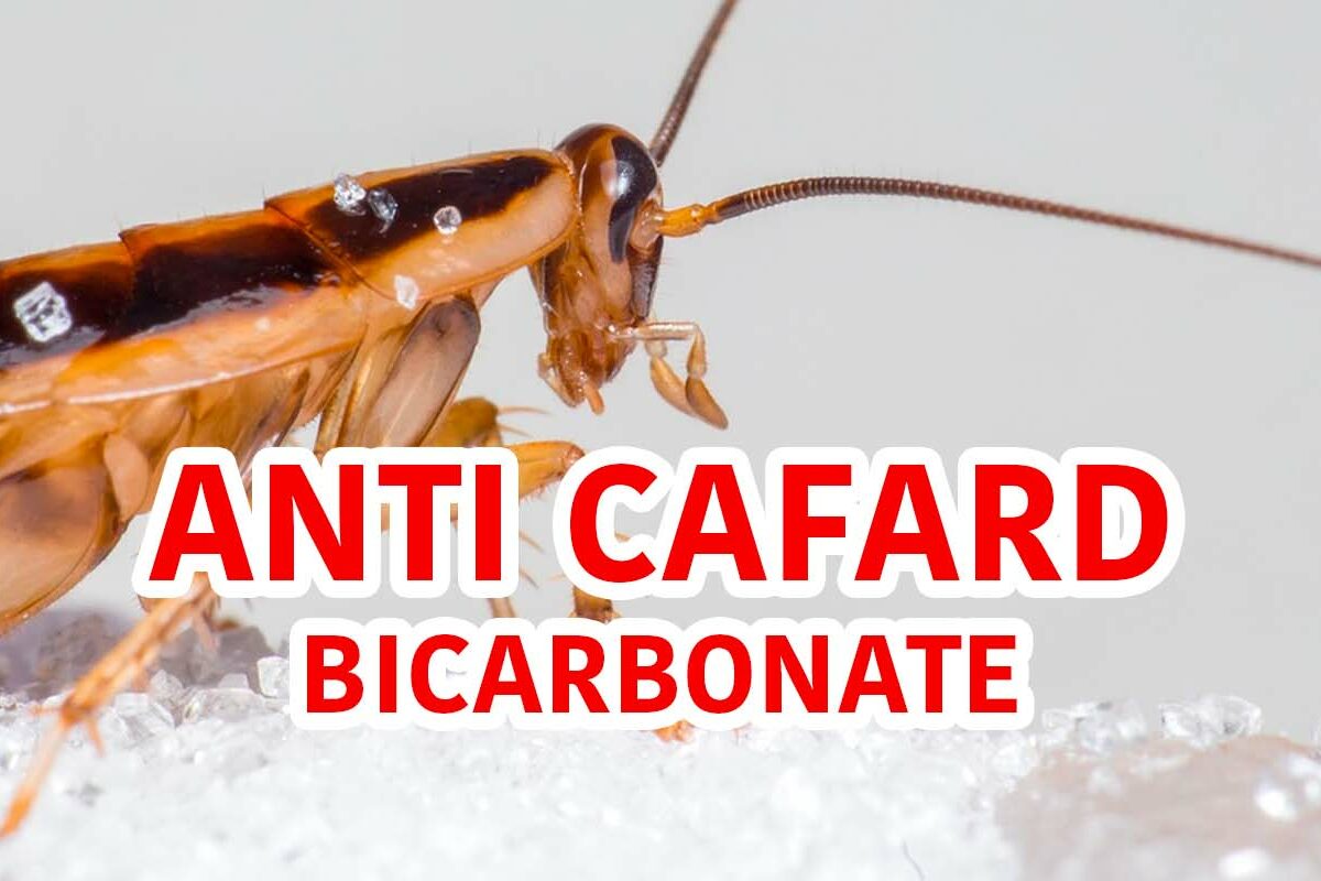 se débarrasser des cafards avec du bicarbonate de soude
