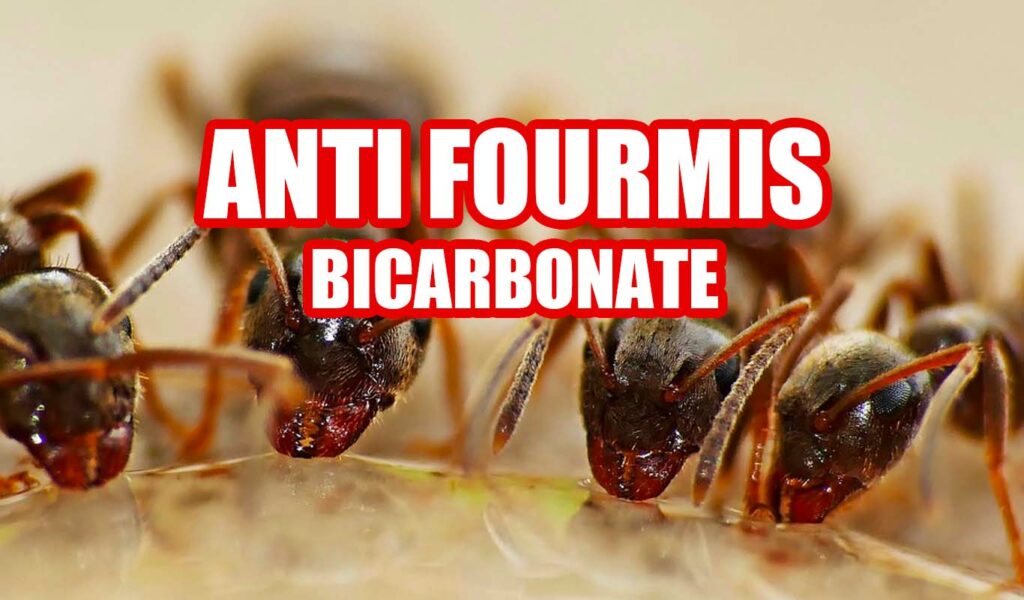 débarrasser des fourmis avec du bicarbonate