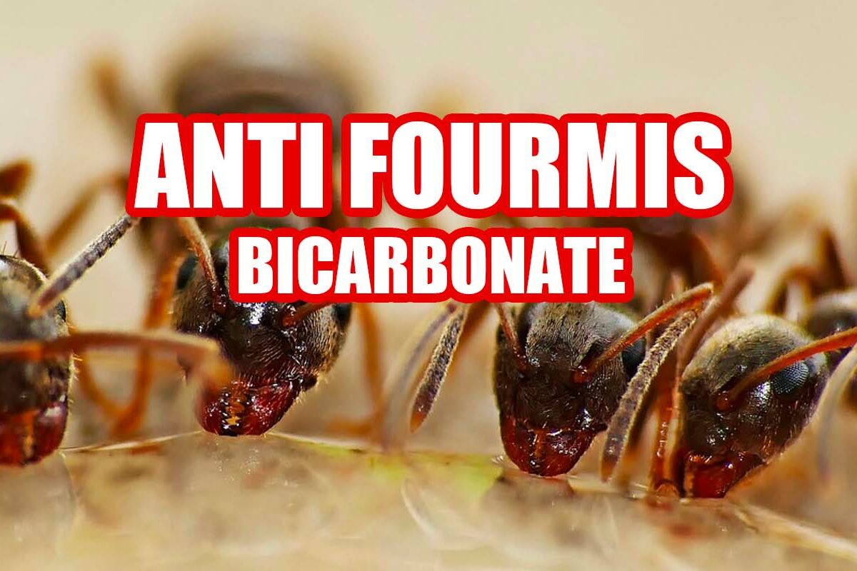 débarrasser des fourmis avec du bicarbonate