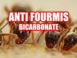 débarrasser des fourmis avec du bicarbonate