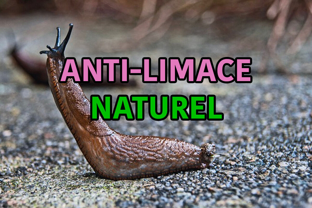 anti-limace naturel vinaigre