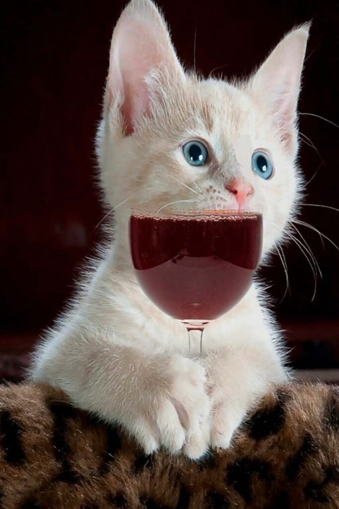 Illusion d'un chat drôle qui rigole, avec un verre de vin