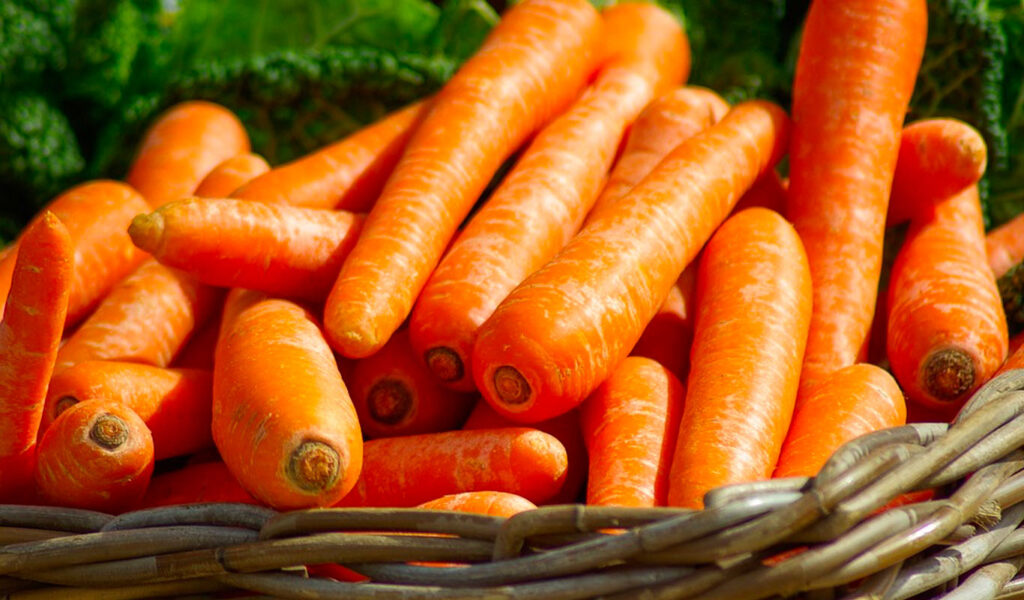la carotte de saison en été