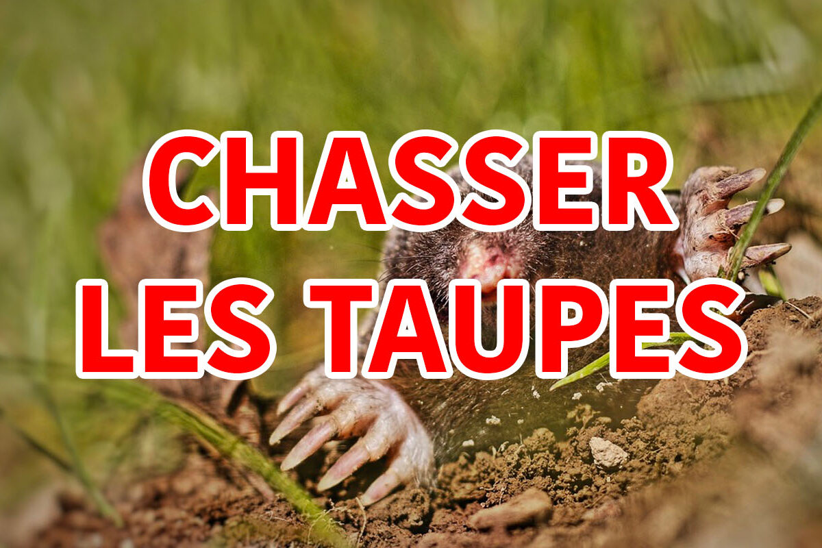 chasser les taupes