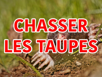 chasser les taupes