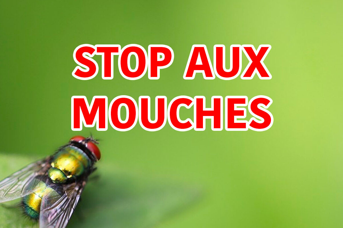 chasser les mouches