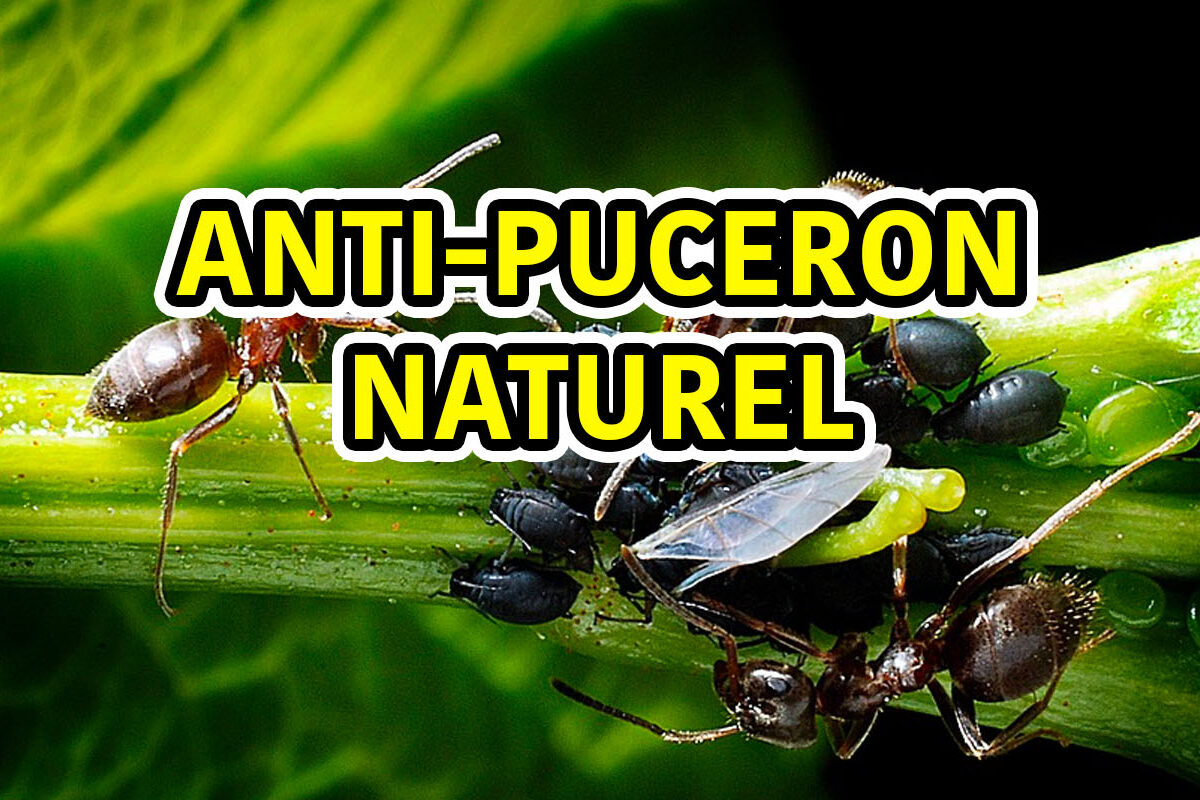 comment se débarrasser des pucerons, méthode naturelle au savon noir