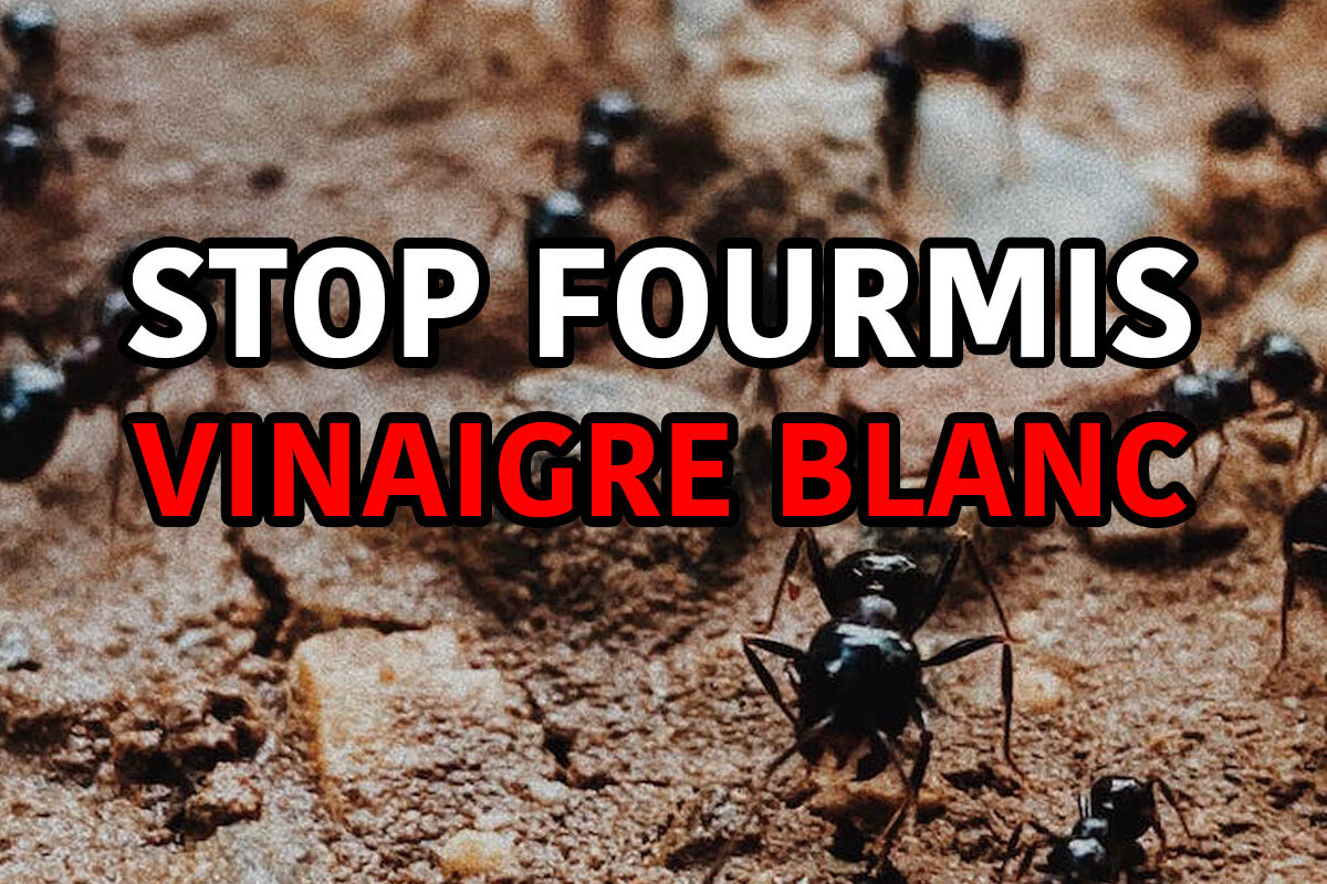 lutter contre les fourmis avec du vinaigre blanc