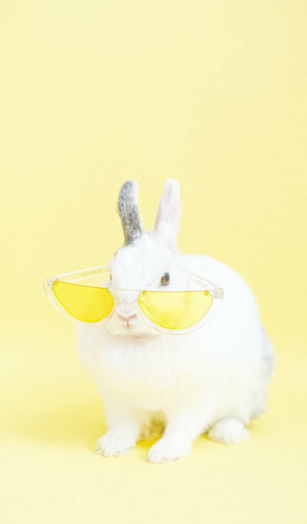 un drôle de lapin avec lunettes