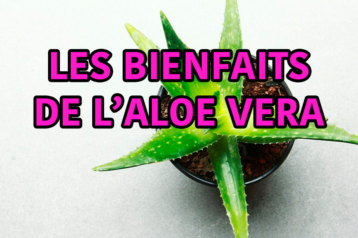les bienfaits de aloe vera
