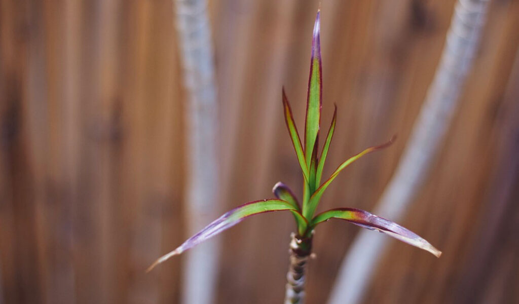 Une petite pousse de dracaena, une plante anti pollution