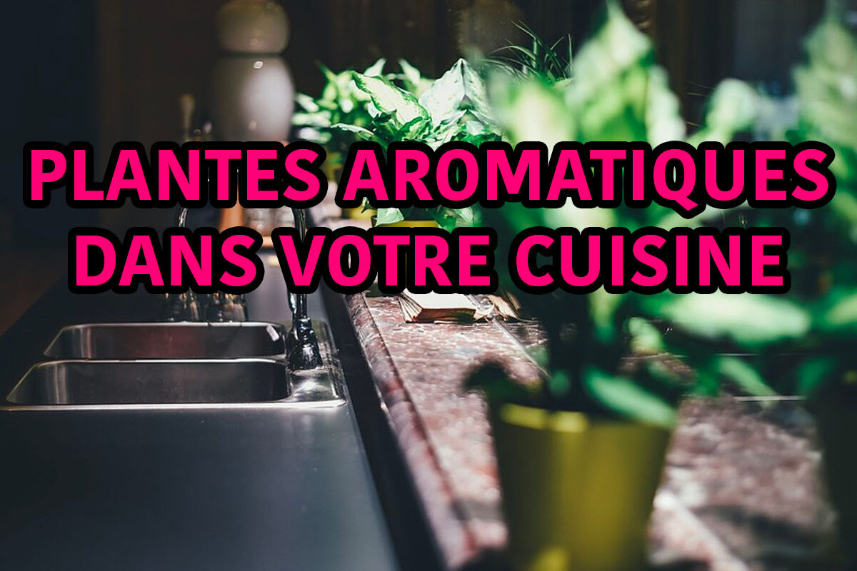 plantes aromatiques pour la cuisine