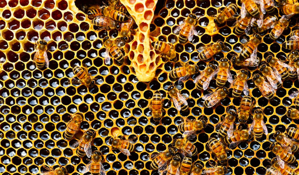 la production du miel