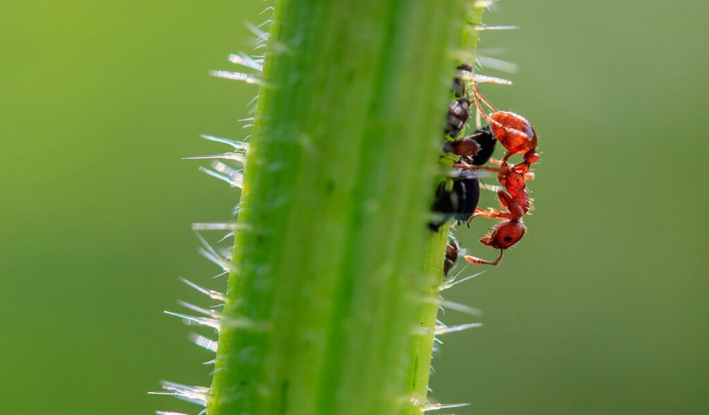 des pucerons avec des fourmis