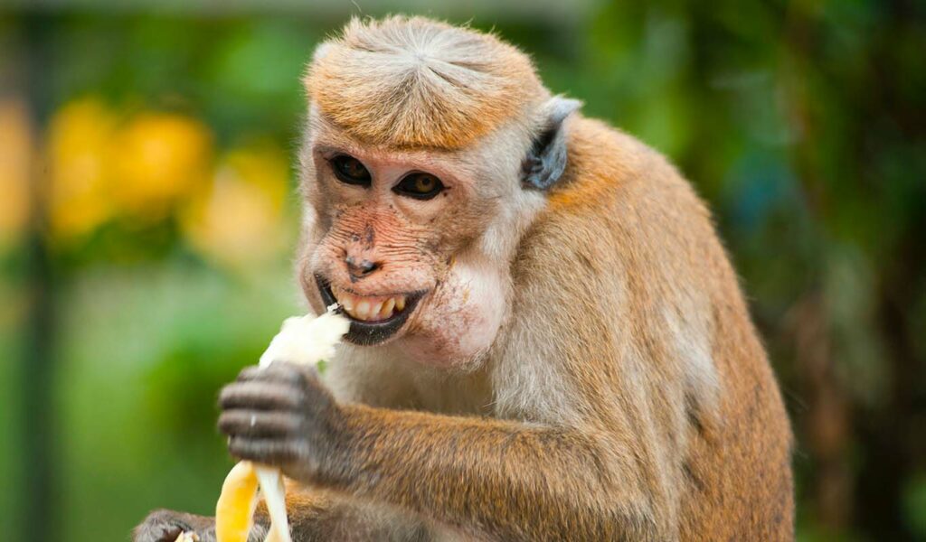 un des photos d'un singe en train de rire 