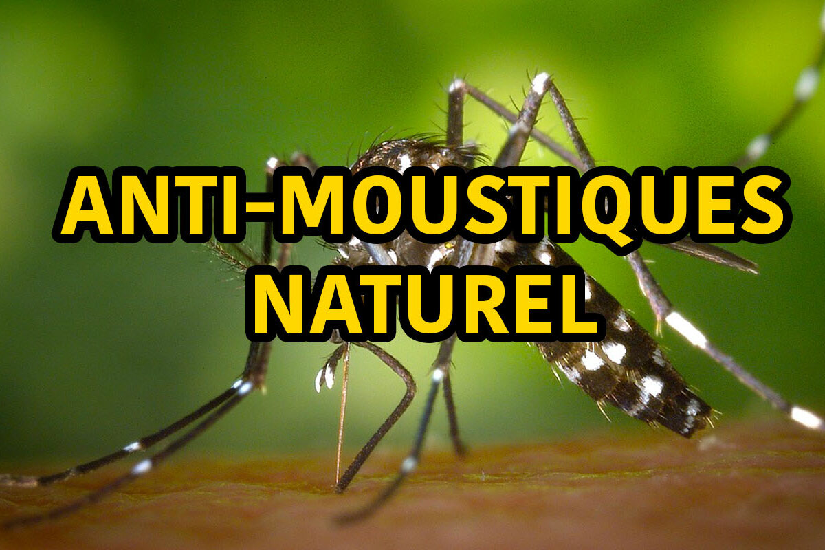 anti-moustique naturel