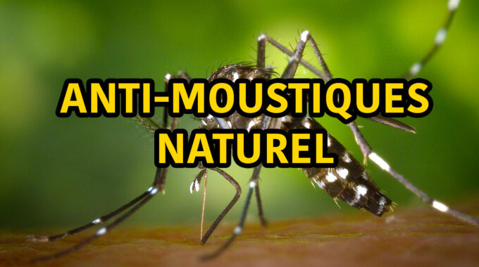 anti-moustique naturel