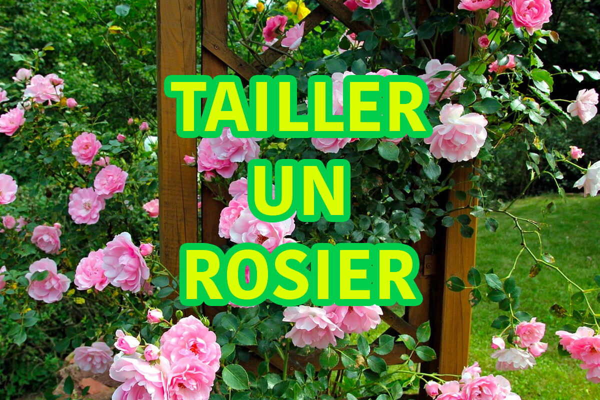 comment tailler un rosier ?