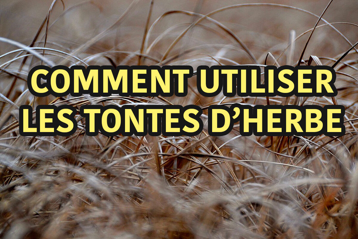 comment utiliser les tontes d'herbe