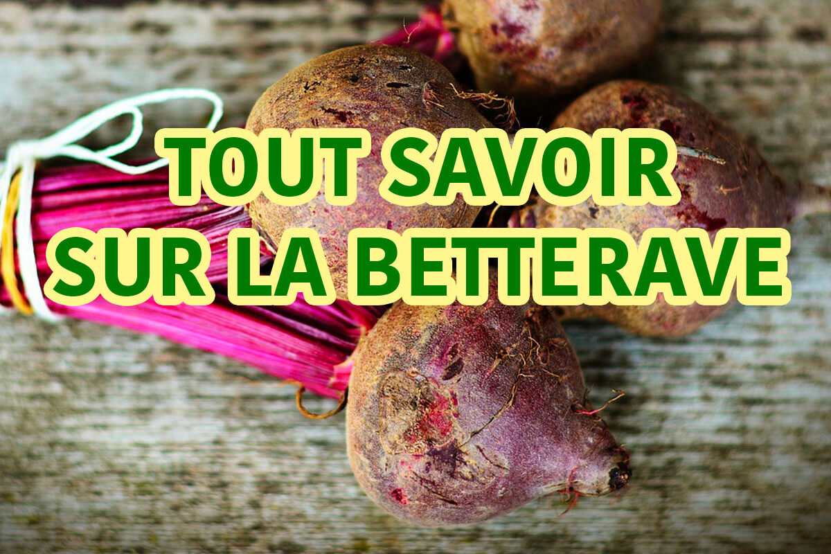 tout savoir sur la betterave