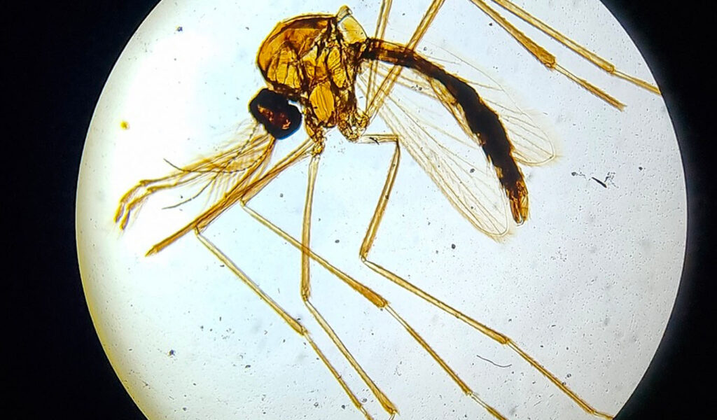 le moustique et la science