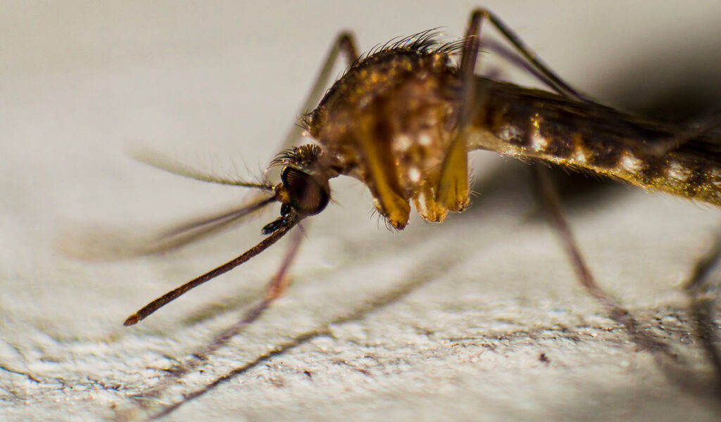 le rôle du moustique