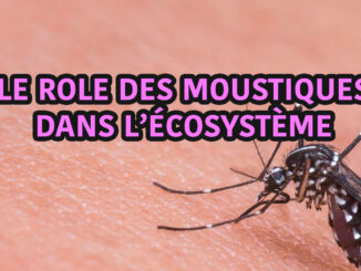 le rôle du moustique dans l'écosystème