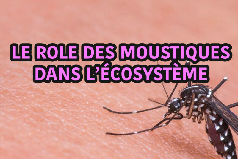 le rôle du moustique dans l'écosystème