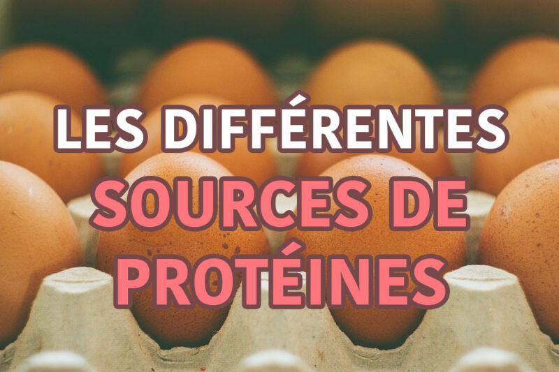 les différentes sources de protéines
