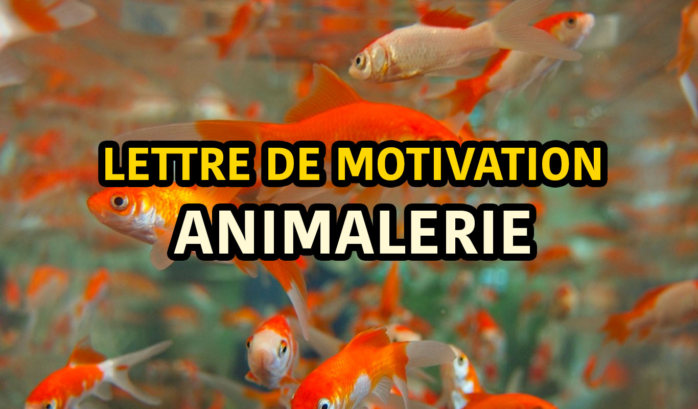Lettre de motivation pour travailler en animalerie