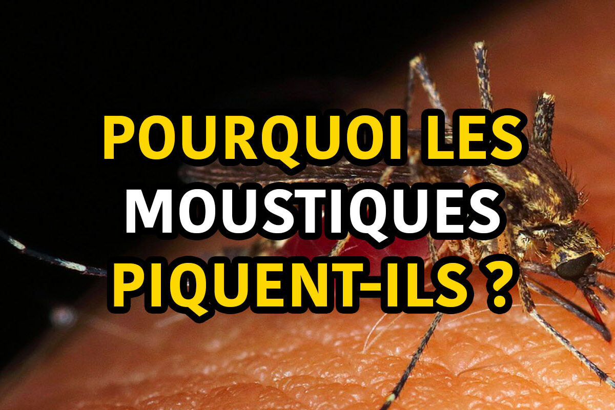 pourquoi les moustiques piquent-ils ?