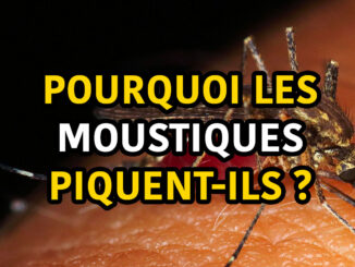 pourquoi les moustiques piquent-ils ?