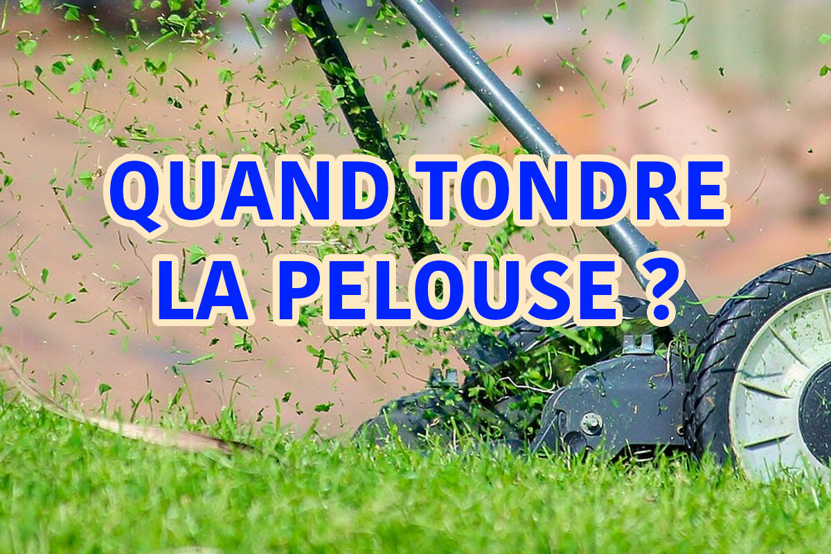 quand tondre la pelouse ?