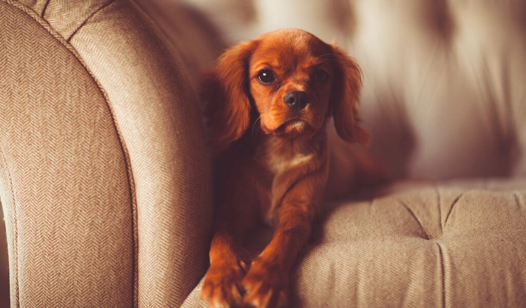 un chien sur un canapé en tissu