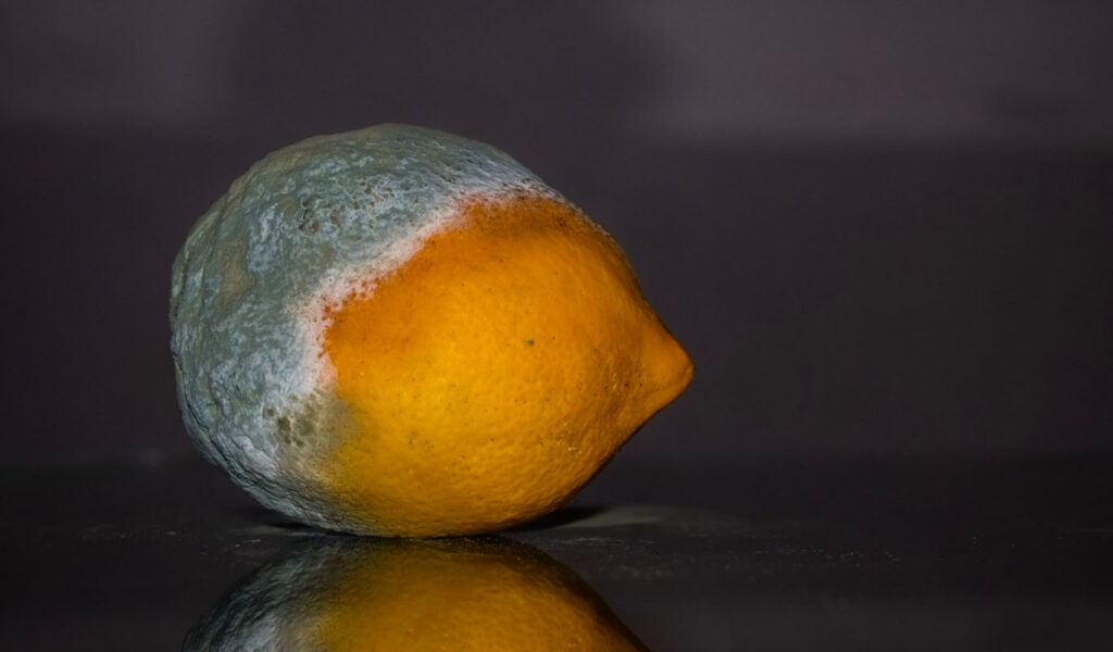 un citron moisi