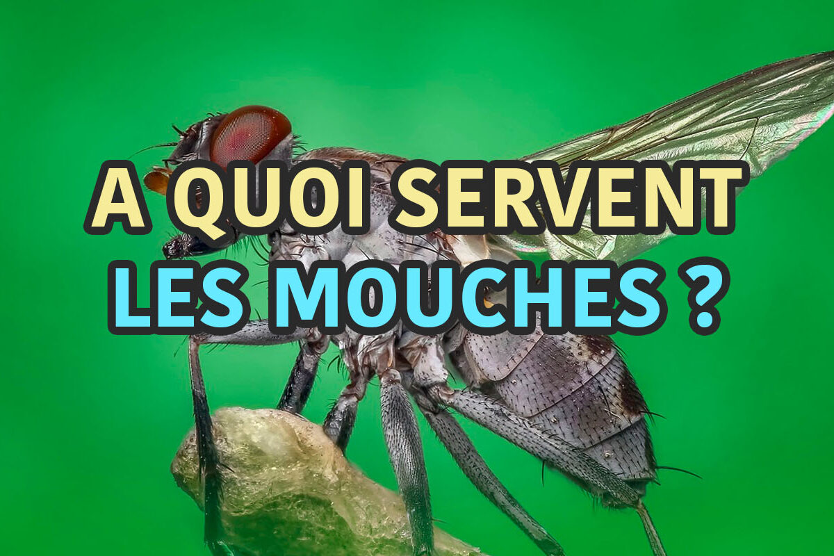 à quoi servent les mouches ?
