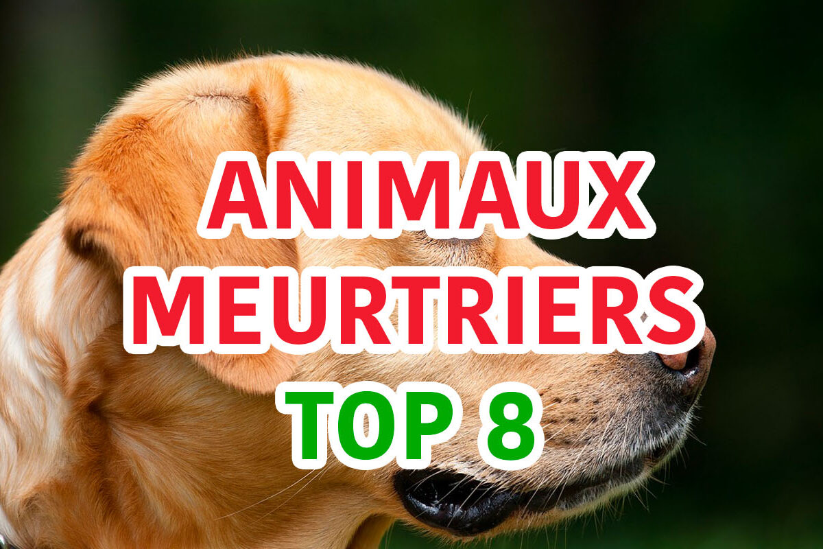 animaux dangereux et meurtriers top 8