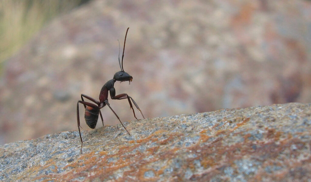 astuces invasion de fourmis