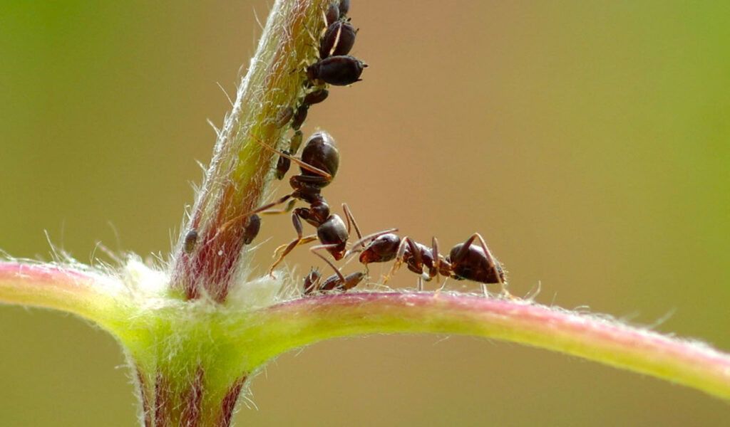 des fourmis sur une fleur