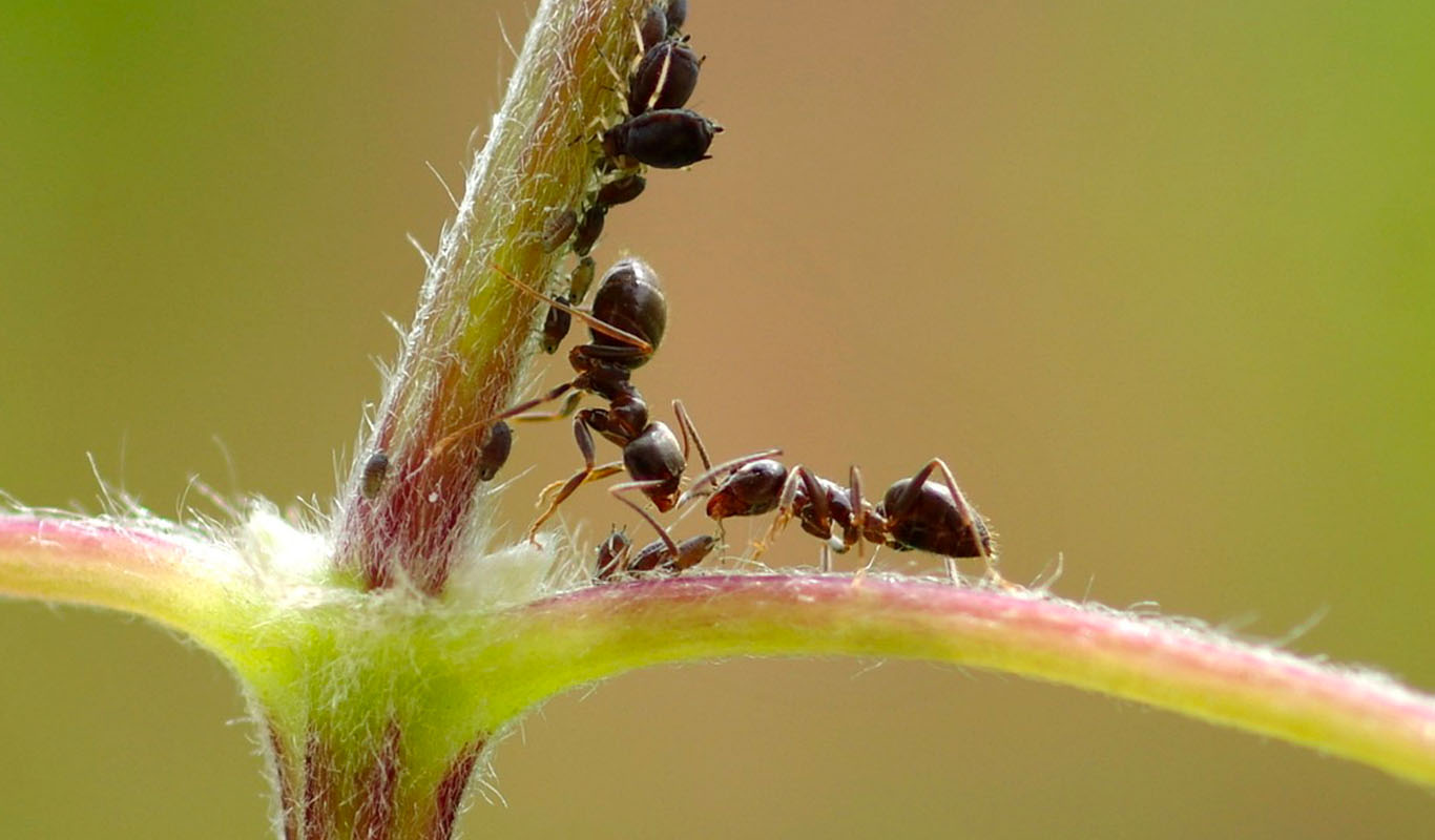 Invasion de fourmis : comment les éviter